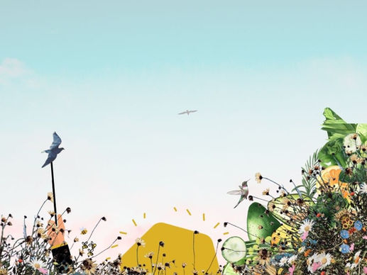 Wildflowers vs. grass: which is better for the environment?