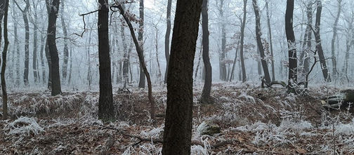 Csipkerózsika álma