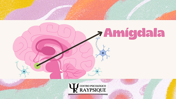 Amígdala.png