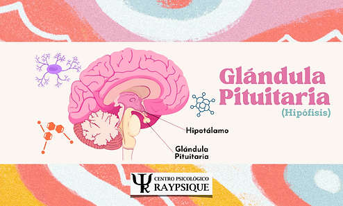 Glándula Pituitaria.png