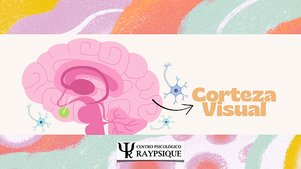 Corteza Visual.png