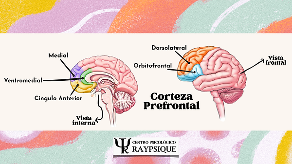 Corteza Prefrontal.png
