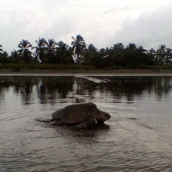 tortue2