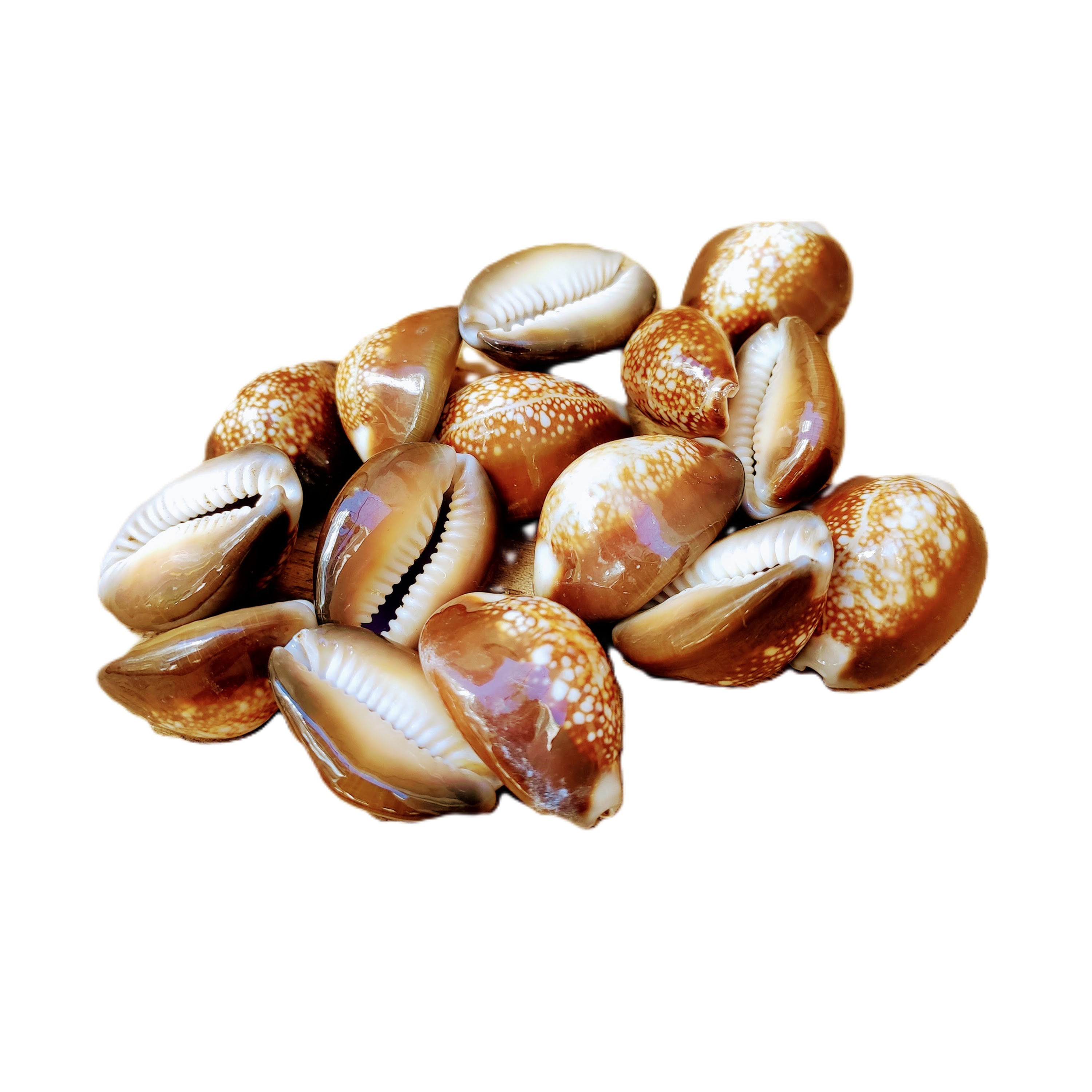 BÚZIO AFRICANO (CIPREIA) 20-30MM - FECHADO