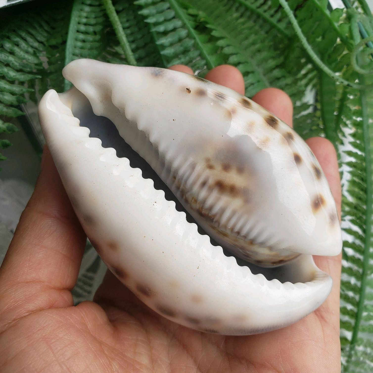 CONCHA CIPREIA TIGRE 9CM