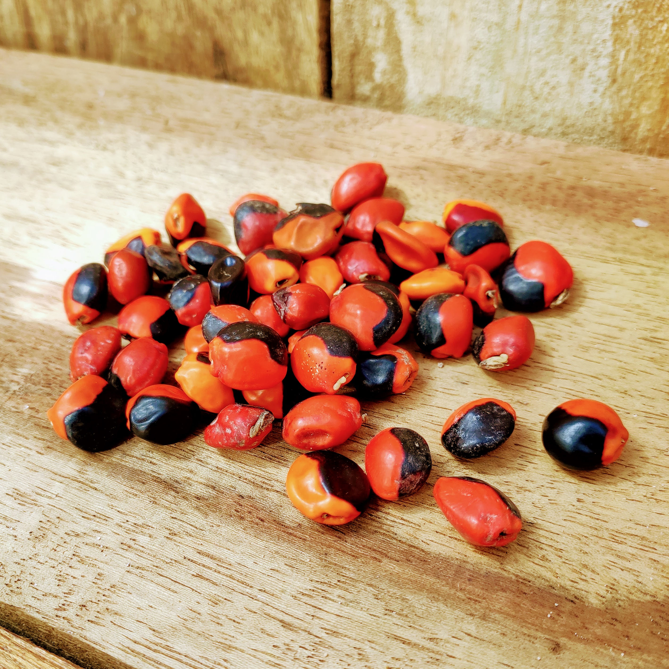 OLHO DE CABRA NATURAL S/ FURO - UNIDADE