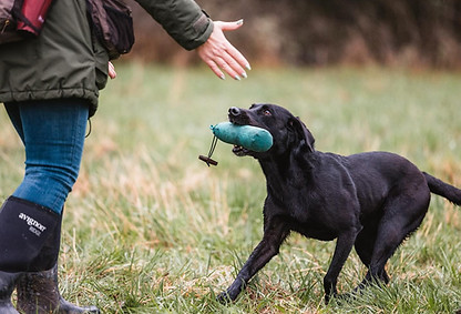 Retrieverträning, Hundträning, Retriever, Working Test, Privatträning, Hundträning, Hundpensionat