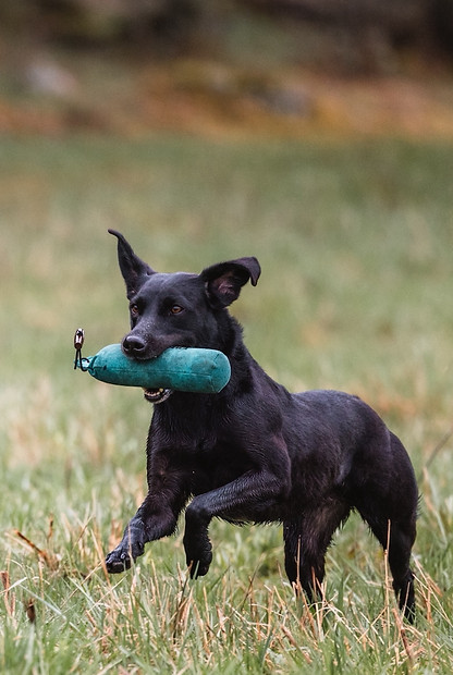 Retrieverträning, Hundträning, Retriever, Working Test, Privatträning, Hundträning, Hundpensionat
