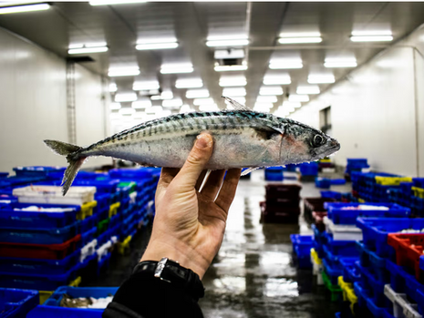 Enhancing Cold Chain Logistics in the GCC: A Strategic Path to Food Security
