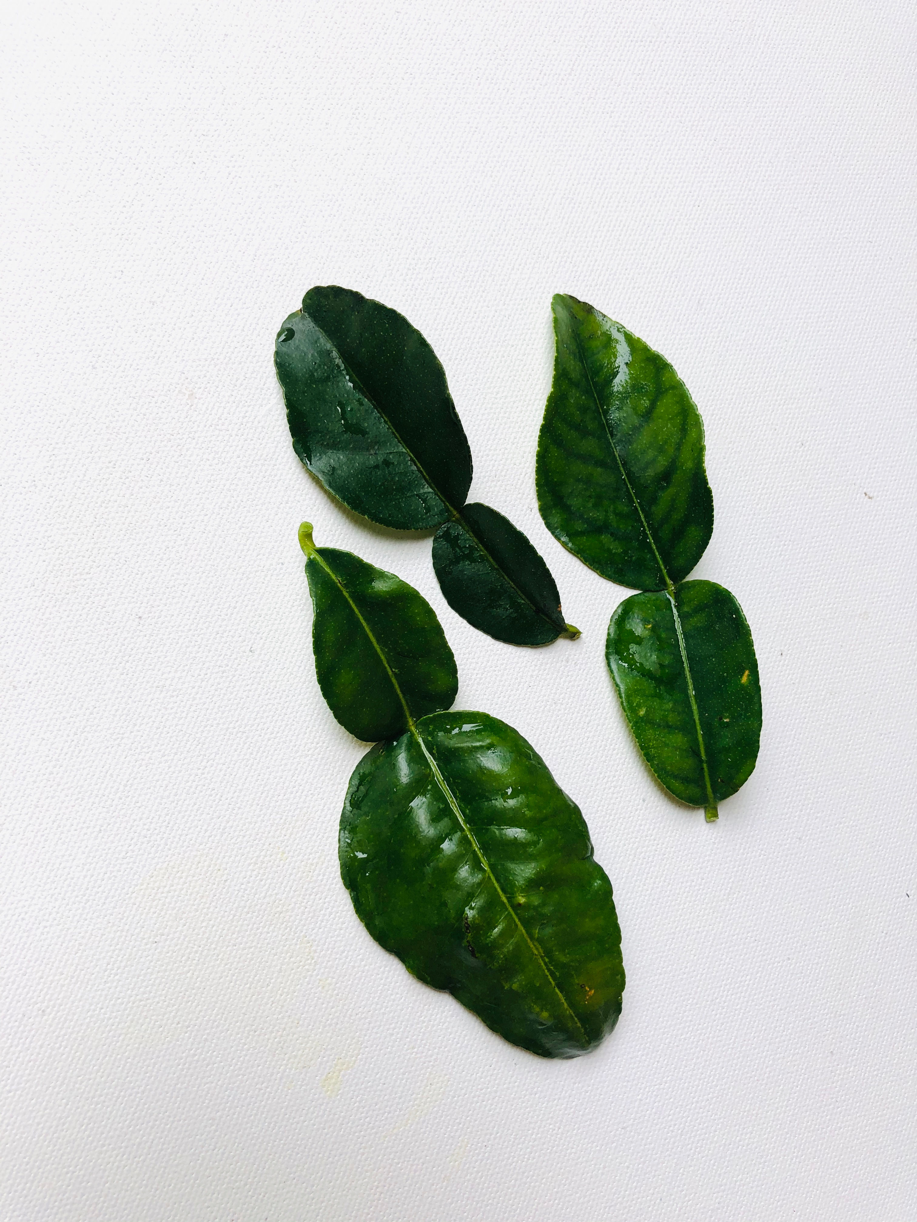 Thai Kaffir lemon leave/Lá chanh Thái