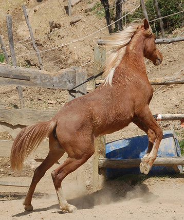 Perla en forme
