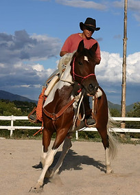 Travail cheval