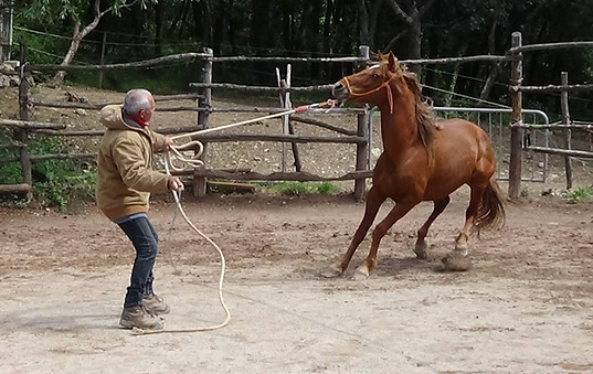 Un cheval qui explose était souvent déjà en difficulté avant.