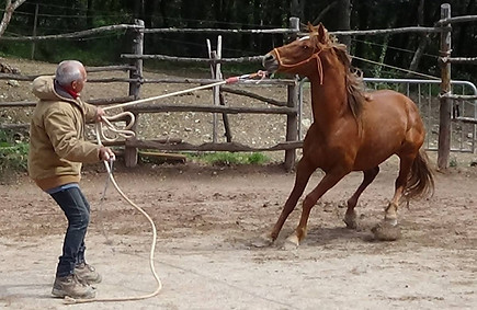 Un cheval qui explose était souvent déjà en difficulté avant.