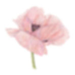 Pink Poppy