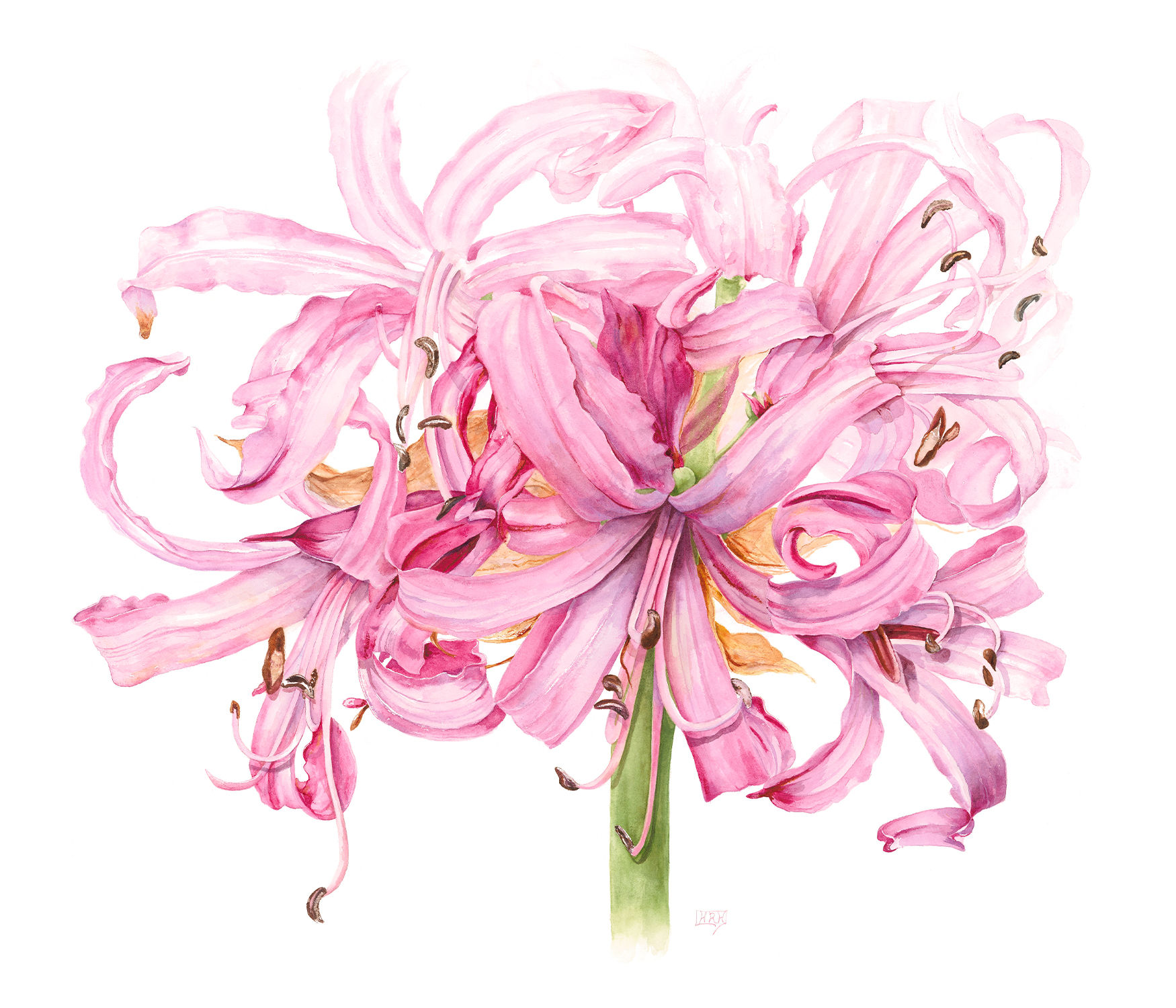 Nerine Flowerhead