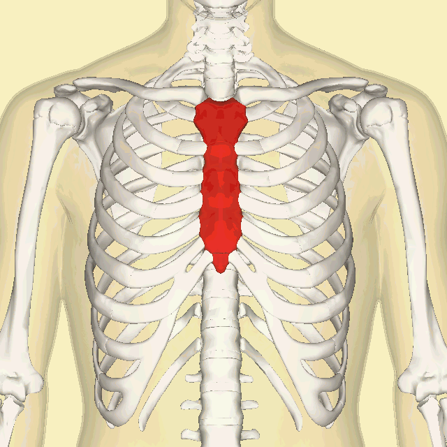 Sternum_animation2.gif