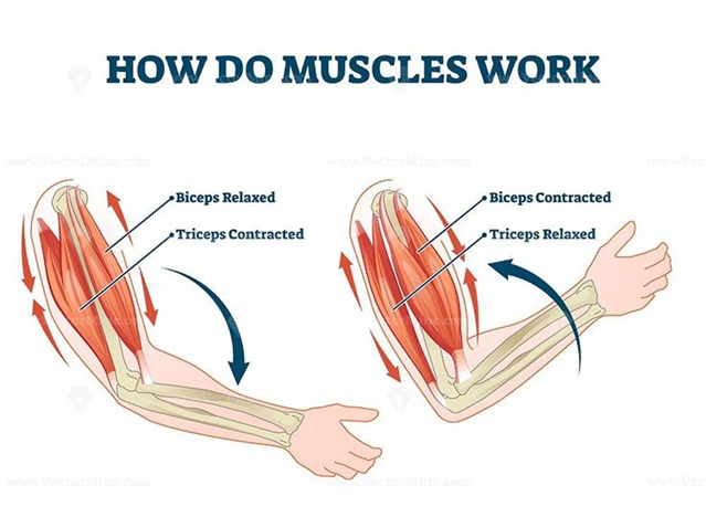 illustration af musklers funktion hvor triceps kontraherer og biceps forlænges antagonistisk bevægelse og fleksibilitet