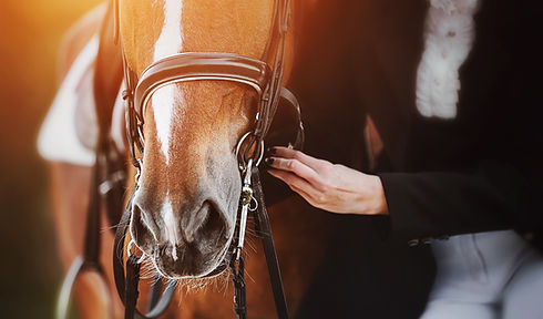 A woman in a horsewoman's costume adjusts the straps on the bridle worn on the muzzle of