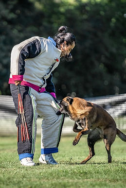Protection Trained Dogs: Ultimate Guardians for Safety