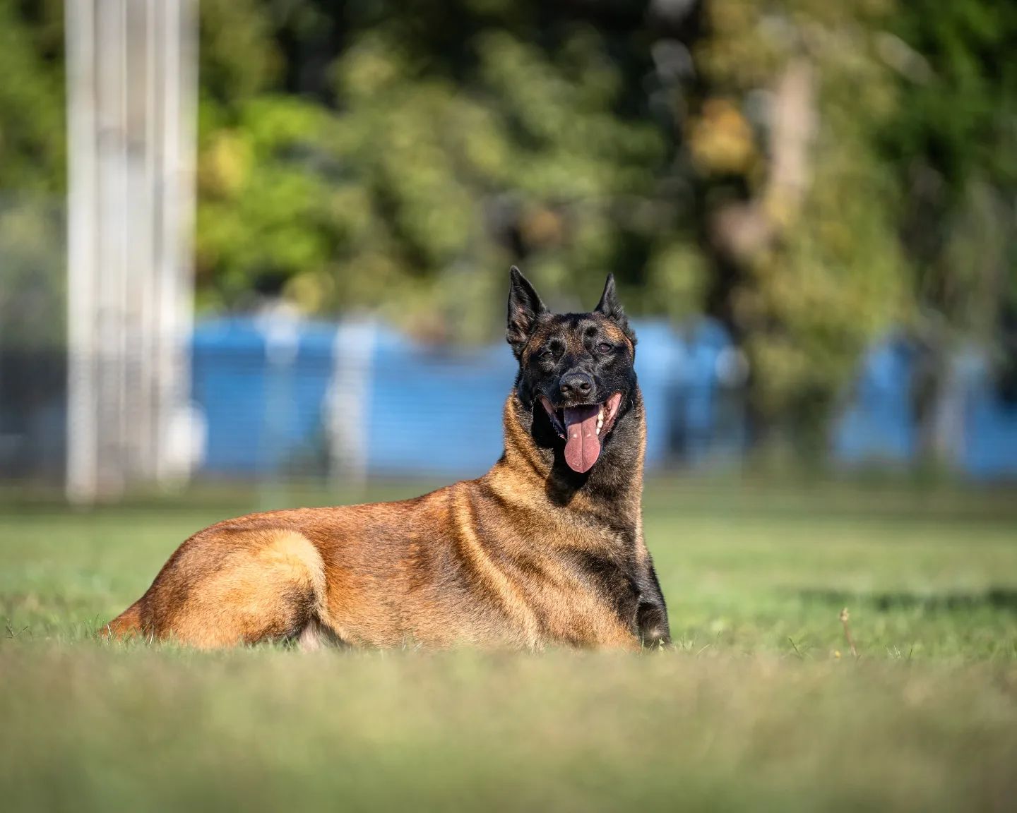 belgian malinois