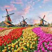 Netherlands-Windmills-and-Tulips-e1492830533822.jpg
