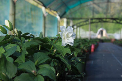 trillium flower 2.jpeg