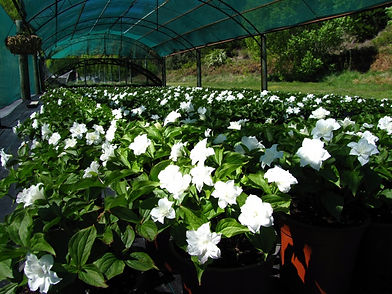stock in flower.JPG