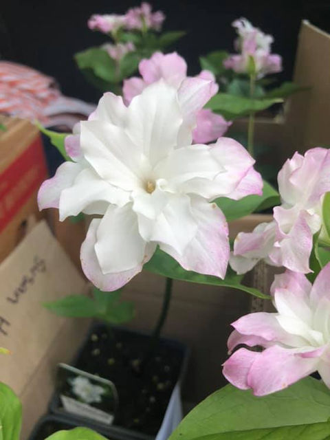 trillium 9.jpeg
