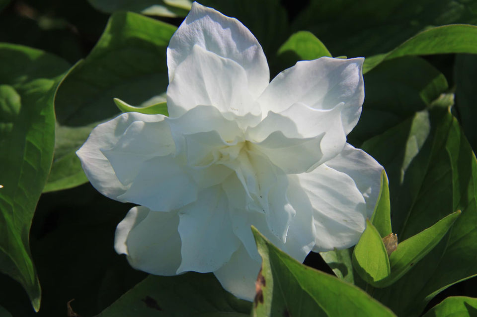 trillium 1.jpeg