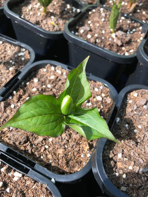 trillium 10.jpeg