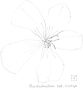Botanical Art