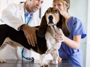 מזון רפואי לכלבים, מזון רפואי לחתולים, טוספי מזון לכלבים, מזון היפואלרגני, מזון לכלבים לבעיות בדרכי השתן