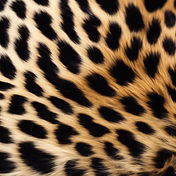 close up leopard fur.jpg
