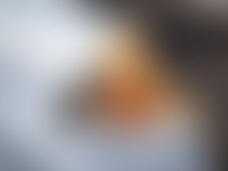 Photographier le gypaète en Suisse : conseils, éthique et terrain