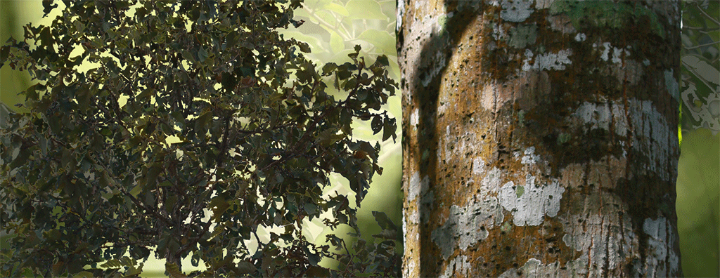 composite-woods1