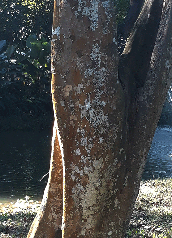 tree-edge