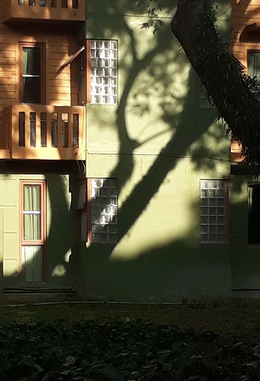 tree-shadow