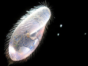 Synthetic biology: The limits of modern science