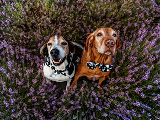 Puppy visitors enjoying Lavender Minis event at Gray Silo Lavender Farm