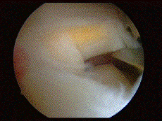 image5.gif