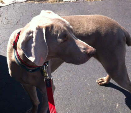 Dog Walking Services