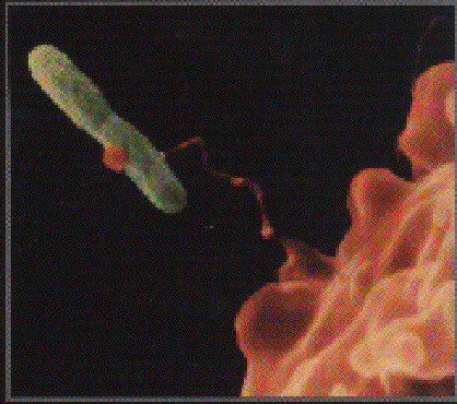 legionella 2.gif