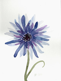 "Cornflower" 2, original artwork by Glory Paulson, oil painter, calligrapher and watercolorist, Larkspur, Colorado, www.glorypaulsonfineart.com