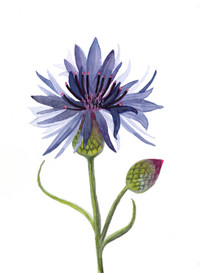 "Cornflower" 1, original artwork by Glory Paulson, oil painter, calligrapher and watercolorist, Larkspur, Colorado, www.glorypaulsonfineart.com
