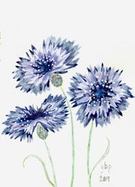 "Three Cornflowers" A, original artwork by Glory Paulson, oil painter, calligrapher and watercolorist, Larkspur, Colorado, www.glorypaulsonfineart.com