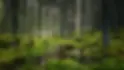 Foresta nordica con alberi alti e un tappeto di muschio verde, arricchita da specchi d’acqua naturali che riflettono la luce tra i tronchi.