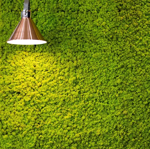 Parete in lichene stabilizzato con illuminazione calda, ideale per design biofilici e ambienti naturali.