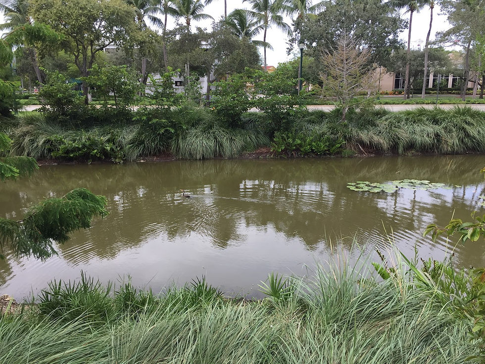 The stormwater retention pond with native habitat, designed by Chris Alonso while working at Miami-Dade County Parks.