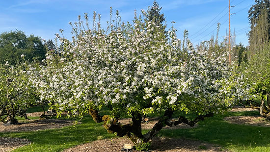 Apple tree in bloom_2025.jpeg